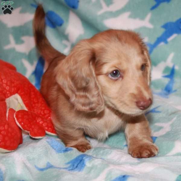 Declan, Dachshund Puppy